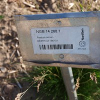 Click for 3 image(s) for this accession. Image