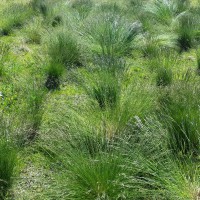 Click for 2 image(s) for this accession. Image