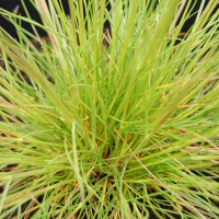 Click for 1 image(s) for this accession. Image