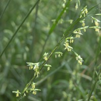 Click for 1 image(s) for this accession. Image