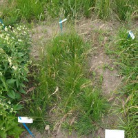 Click for 3 image(s) for this accession. Image