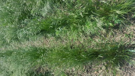 Click for 5 image(s) for this accession.