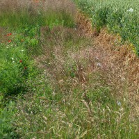 Click for 4 image(s) for this accession. Image