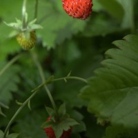 Click for 1 image(s) for this accession. Image