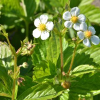 Click for 1 image(s) for this accession. Image