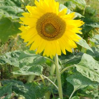 Click for 2 image(s) for this accession. Image