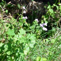 Click for 2 image(s) for this accession. Image