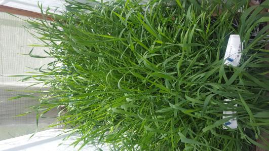 Click for 6 image(s) for this accession.