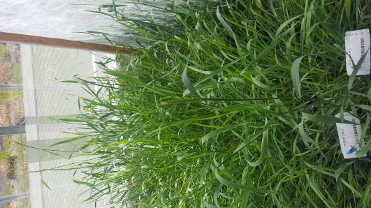 Click for 5 image(s) for this accession.