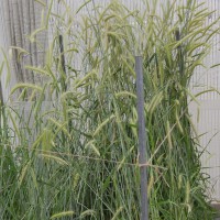 Click for 2 image(s) for this accession. Image