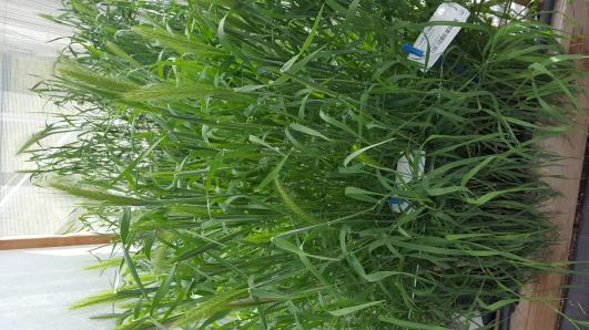 Click for 5 image(s) for this accession.