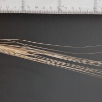 Click for 2 image(s) for this accession. Image