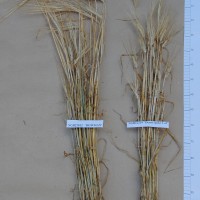 Click for 3 image(s) for this accession. Image