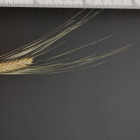 Click for 2 image(s) for this accession. Image