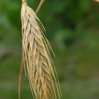 Click for 1 image(s) for this accession. Image