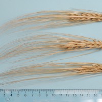 Click for 1 image(s) for this accession. Image