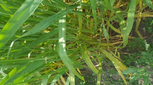 Click for 2 image(s) for this accession.