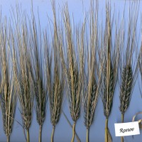 Click for 2 image(s) for this accession. Image