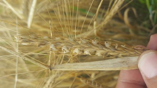 Click for 2 image(s) for this accession.