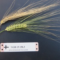 Click for 1 image(s) for this accession. Image