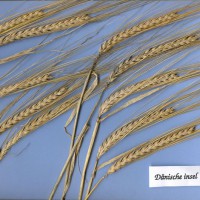 Click for 3 image(s) for this accession. Image