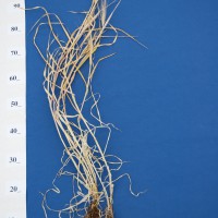 Click for 5 image(s) for this accession. Image