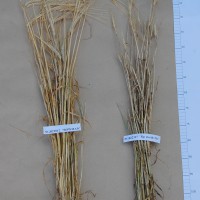 Click for 4 image(s) for this accession. Image