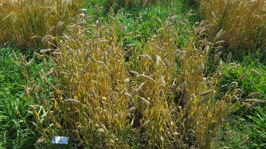 Click for 3 image(s) for this accession.