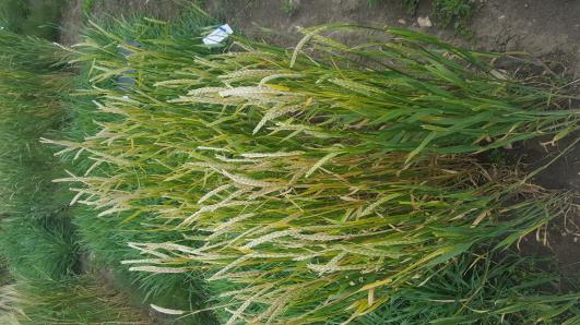 Click for 3 image(s) for this accession.