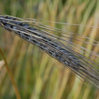 Click for 2 image(s) for this accession. Image