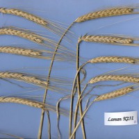 Click for 1 image(s) for this accession. Image