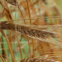 Click for 2 image(s) for this accession. Image