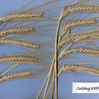 Click for 1 image(s) for this accession. Image