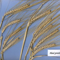 Click for 1 image(s) for this accession. Image