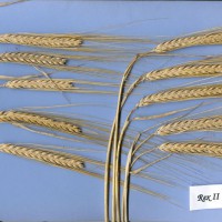 Click for 1 image(s) for this accession. Image