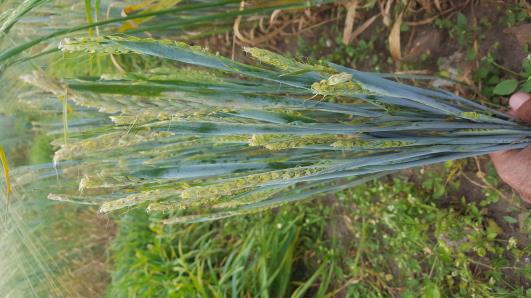 Click for 1 image(s) for this accession.