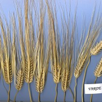 Click for 2 image(s) for this accession. Image