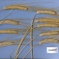 Click for 1 image(s) for this accession. Image