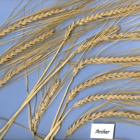 Click for 1 image(s) for this accession. Image