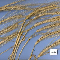 Click for 1 image(s) for this accession. Image