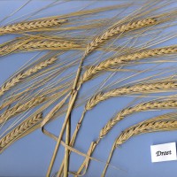 Click for 1 image(s) for this accession. Image