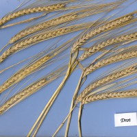 Click for 1 image(s) for this accession. Image