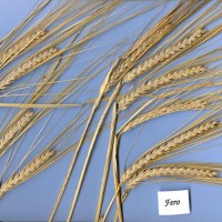 Click for 1 image(s) for this accession. Image