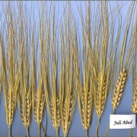 Click for 1 image(s) for this accession. Image