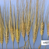 Click for 1 image(s) for this accession. Image