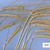 Click for 1 image(s) for this accession. Image