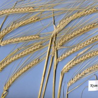 Click for 1 image(s) for this accession. Image