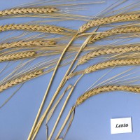 Click for 1 image(s) for this accession. Image