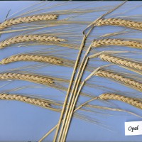 Click for 1 image(s) for this accession. Image