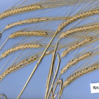 Click for 2 image(s) for this accession. Image